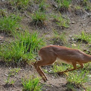 Darting Steenbok