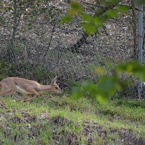Darting Steenbok
