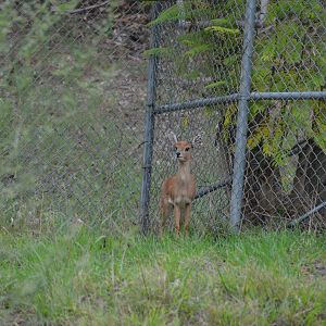 Steenbok