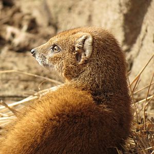 Yellow Mongoose