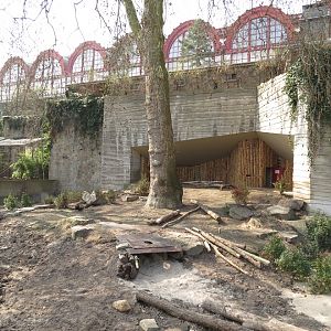 Bat-eared fox Exhibit