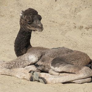 Young Dromedary