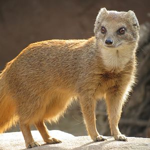 Yellow Mongoose