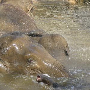 Asian elephants