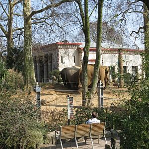 Asian elephant Exhibit