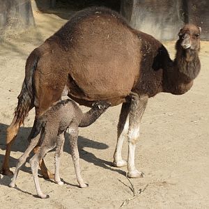 Dromedary