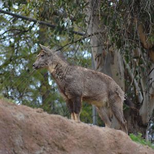 Central Chinese Goral