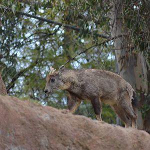 Central Chinese Goral