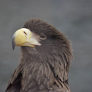 Steller's Sea Eagle
