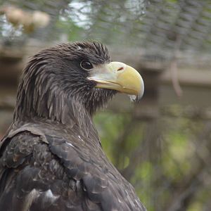 Steller's Sea Eagle