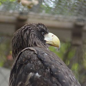 Steller's Sea Eagle