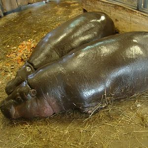 Hexaprotodon liberiensis