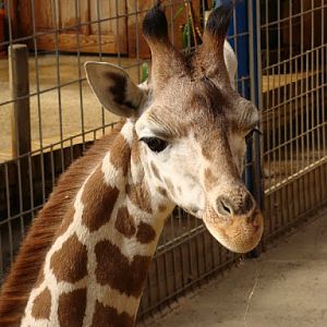 Giraffa camelopardalis rothschildi