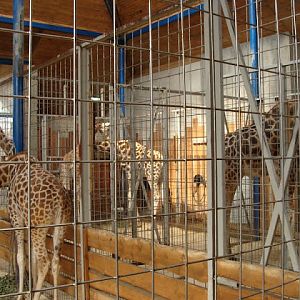 Giraffa camelopardalis rothschildi