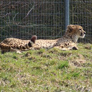 Acinonyx jubatus