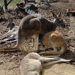 Macropus rufogriseus / Macropus rufus