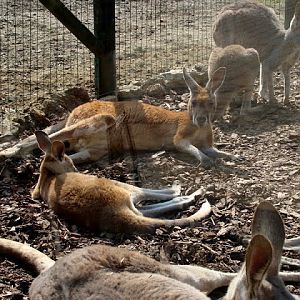 Macropus rufogriseus / Macropus rufus