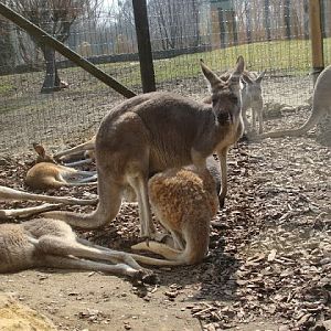 Macropus rufogriseus / Macropus rufus