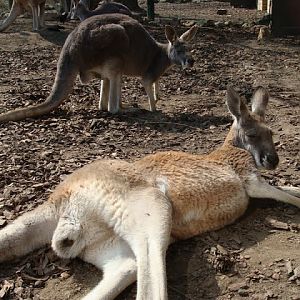 Macropus rufogriseus / Macropus rufus