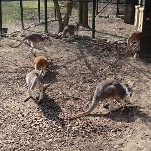 Macropus rufogriseus / Macropus rufus