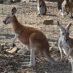 Macropus rufogriseus / Macropus rufus