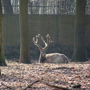 Elaphurus davidianus