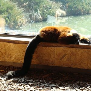 Varecia variegata rubra