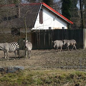 Equus burchelli boehmii