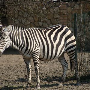 Equus burchelli boehmii