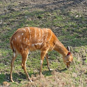 Tragelaphus spekei gratus