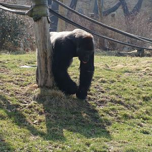 Gorilla gorilla gorilla