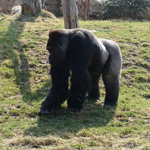 Gorilla gorilla gorilla