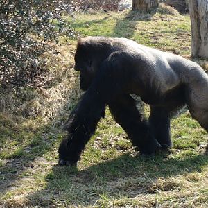 Gorilla gorilla gorilla