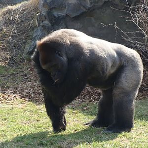 Gorilla gorilla gorilla