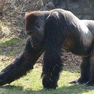 Gorilla gorilla gorilla