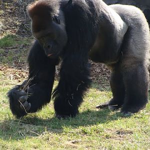 Gorilla gorilla gorilla