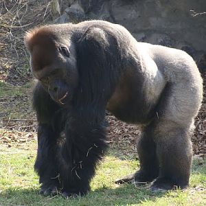 Gorilla gorilla gorilla