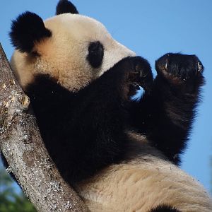 Giant panda (Ailuropoda melanoleuca)