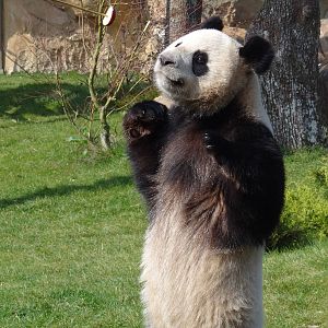 Giant panda (Ailuropoda melanoleuca)
