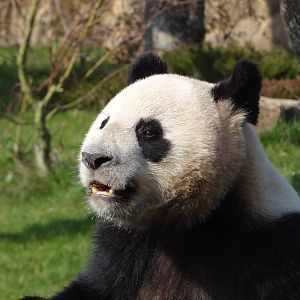 Giant panda (Ailuropoda melanoleuca)