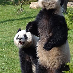 Giant panda (Ailuropoda melanoleuca)