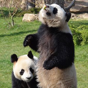 Giant panda (Ailuropoda melanoleuca)