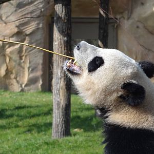 Giant panda (Ailuropoda melanoleuca)