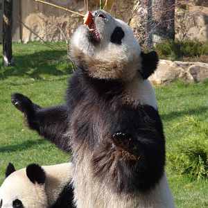 Giant panda (Ailuropoda melanoleuca)