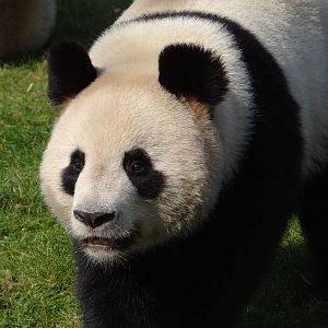 Giant panda (Ailuropoda melanoleuca)