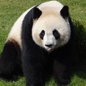 Giant panda (Ailuropoda melanoleuca)