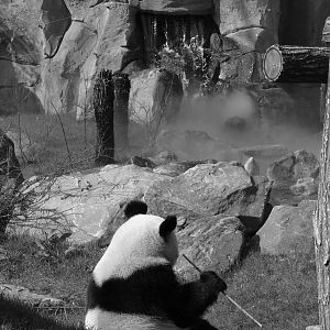 Giant panda (Ailuropoda melanoleuca)