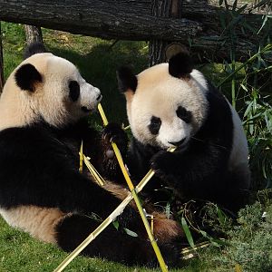 Giant panda (Ailuropoda melanoleuca)