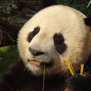 Giant panda (Ailuropoda melanoleuca)