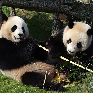 Giant panda (Ailuropoda melanoleuca)